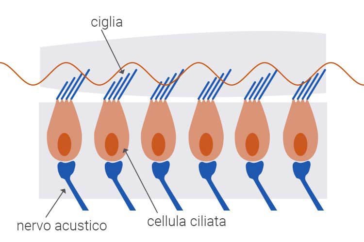 Cellule ciliate